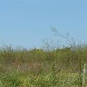2 Clearing the Field (11)